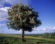 Hawthorn Tree On A Landscape, Ireland Wall Mural