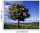 Hawthorn Tree On A Landscape, Ireland Wall Mural