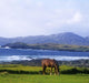 Horse Grazing In A Field Wall Mural