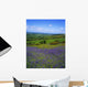 Bluebell Flowers On A Landscape, County Carlow, Republic Of Ireland Wall Mural