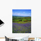 Bluebell Flowers On A Landscape, County Carlow, Republic Of Ireland Wall Mural