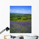 Bluebell Flowers On A Landscape, County Carlow, Republic Of Ireland Wall Mural