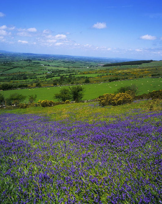 Bluebell Flowers On A Landscape, County Carlow, Republic Of Ireland Wall Mural