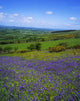 Bluebell Flowers On A Landscape, County Carlow, Republic Of Ireland Wall Mural