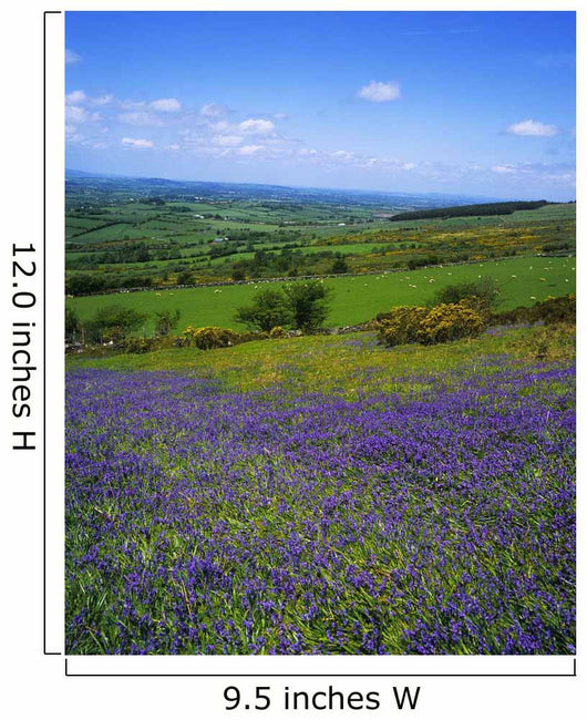 Bluebell Flowers On A Landscape, County Carlow, Republic Of Ireland Wall Mural