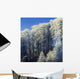 Snow Covered Trees In A Forest, County Antrim, Northern Ireland Wall Mural
