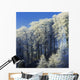 Snow Covered Trees In A Forest, County Antrim, Northern Ireland Wall Mural