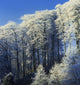 Snow Covered Trees In A Forest, County Antrim, Northern Ireland Wall Mural