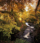 Flowing Water Through A Forest Wall Mural