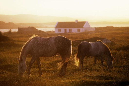 Ponies Grazing In A Field Wall Mural