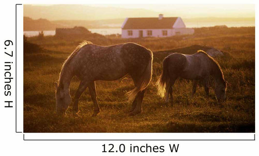 Ponies Grazing In A Field Wall Mural