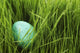 Speckled Egg In The Grass Wall Mural