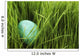 Speckled Egg In The Grass Wall Mural