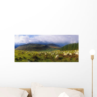 Flock Sheep Grazing Field Wall Mural shown on a wall