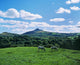 Two Horses Grazing In A Field Wall Mural