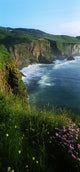 Wildflowers At The Coast, County Antrim, Northern Ireland Wall Mural