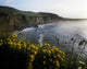 Wildflowers At The Coast, County Antrim, Northern Ireland Wall Mural