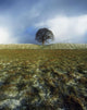 Tree On A Landscape, Giant's Ring, Belfast, Northern Ireland Wall Mural