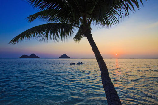 Pacific Sunrise with Palm Wall Mural
