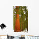 Giant Sequoia Wall Decal Design 2