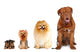 Group of dogs different sizes isolated Wall Decal