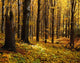 Autumn Forest Wall Mural