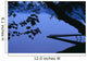 Lake And Trees At Dusk Wall Mural