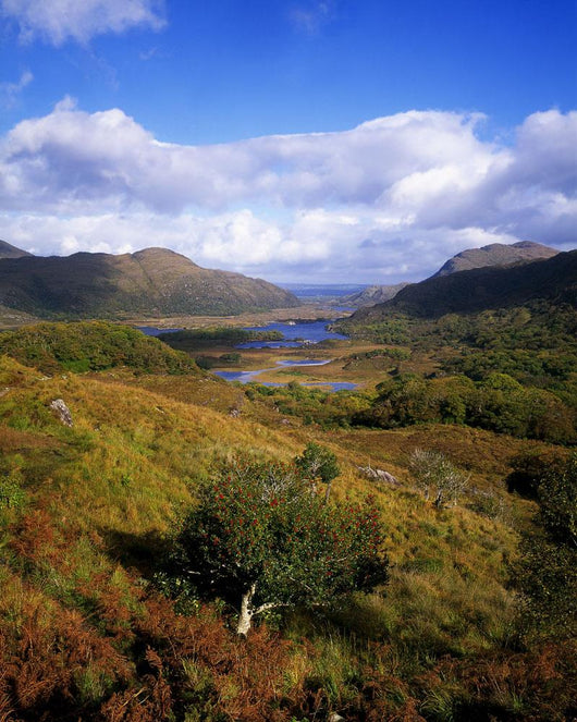Ladies' View, Killarney, Co Kerry, Ireland Wall Mural