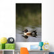 Duck On Water Wall Mural