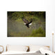 Eagle Landing On Water's Edge Wall Mural