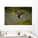 Eagle Landing On Water's Edge Wall Mural