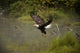 Eagle Landing On Water's Edge Wall Mural