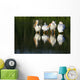 Pelicans In Water Wall Mural