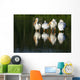 Pelicans In Water Wall Mural