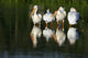 Pelicans In Water Wall Mural