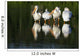 Pelicans In Water Wall Mural