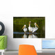 Pelicans In The Water Wall Mural