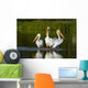 Pelicans In The Water Wall Mural