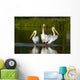 Pelicans In The Water Wall Mural