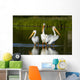 Pelicans In The Water Wall Mural