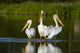 Pelicans In The Water Wall Mural
