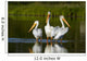 Pelicans In The Water Wall Mural