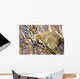 North American Porcupine In A Tree Wall Mural