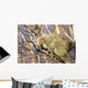 North American Porcupine In A Tree Wall Mural