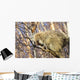 North American Porcupine In A Tree Wall Mural