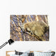 North American Porcupine In A Tree Wall Mural