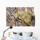 North American Porcupine In A Tree Wall Mural
