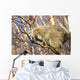 North American Porcupine In A Tree Wall Mural