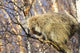 North American Porcupine In A Tree Wall Mural