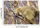 North American Porcupine In A Tree Wall Mural